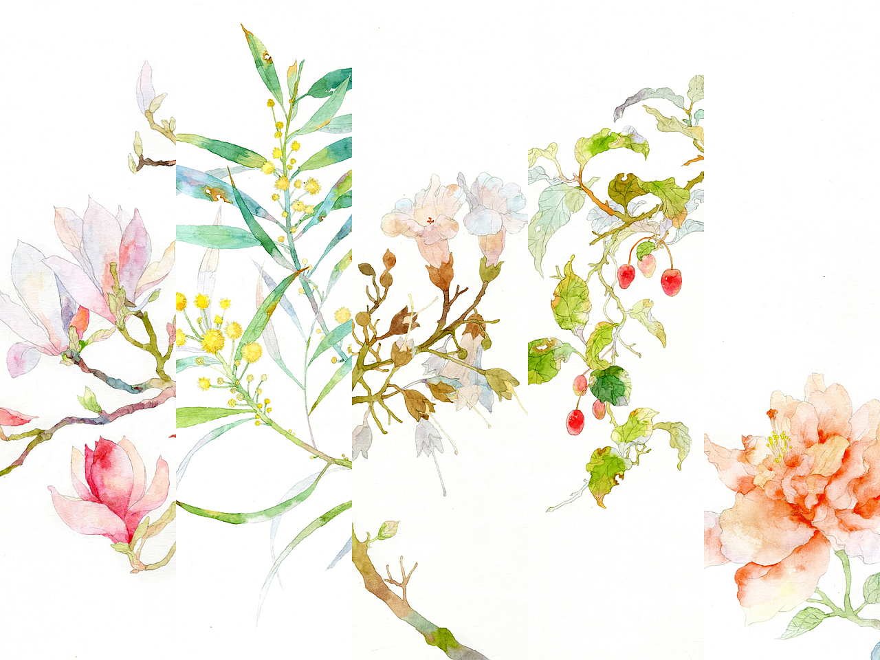 2020作品总结——庚子.节气.花卉（图ZMjM5MTU3ODI0） - 商业插画 - 站酷设计师白洺宇原创素材 - 站酷ZCOOL