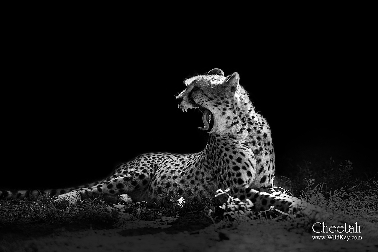 纯影调动物黑白摄影（图ZMjIwOTIzOTY=） - 宠物摄影 - 站酷设计师WildKay原创素材 - 站酷ZCOOL