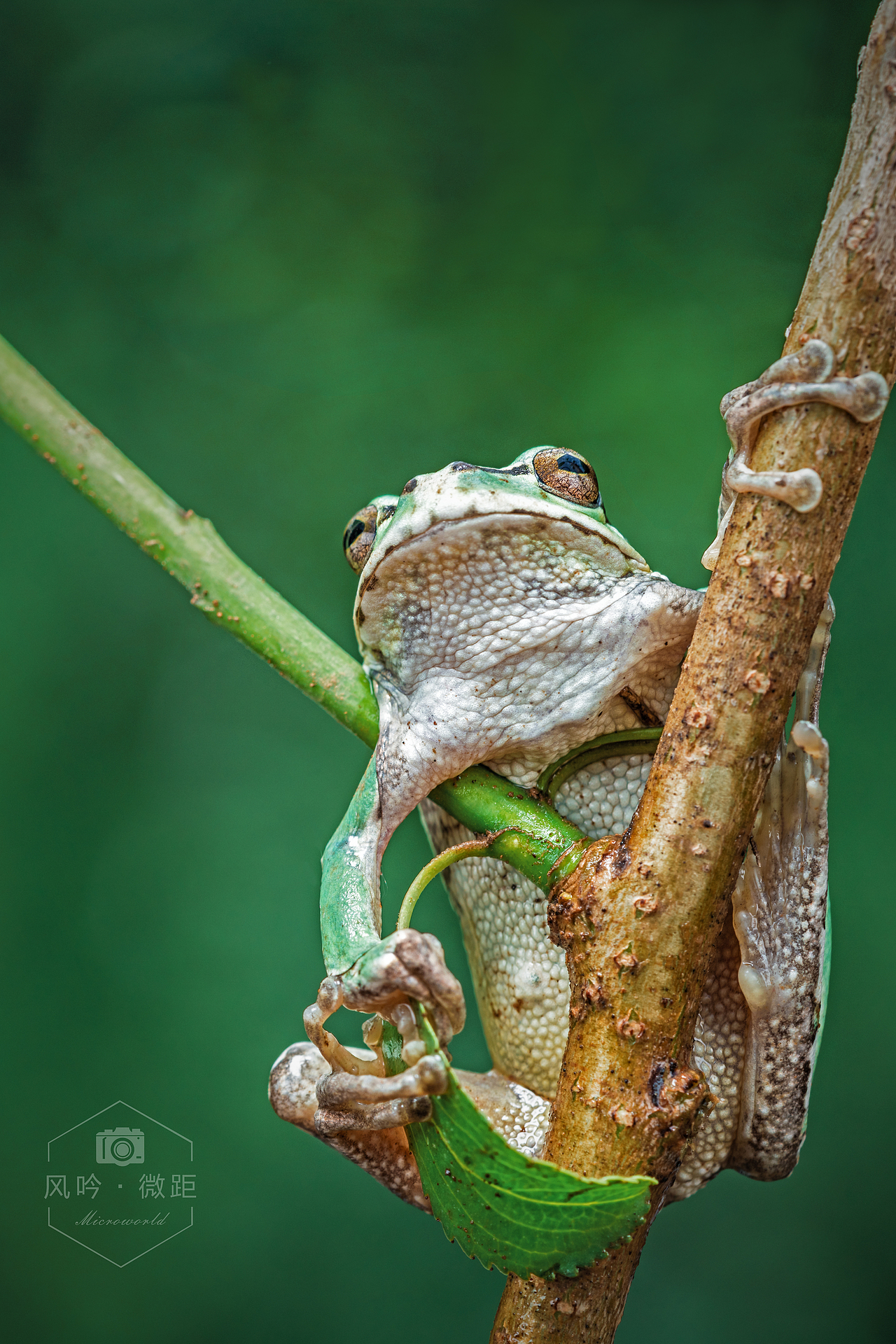 树蛙（图ZMzEyMTcyNjk2） - 其他摄影 - 站酷设计师广陵散429原创素材 - 站酷ZCOOL