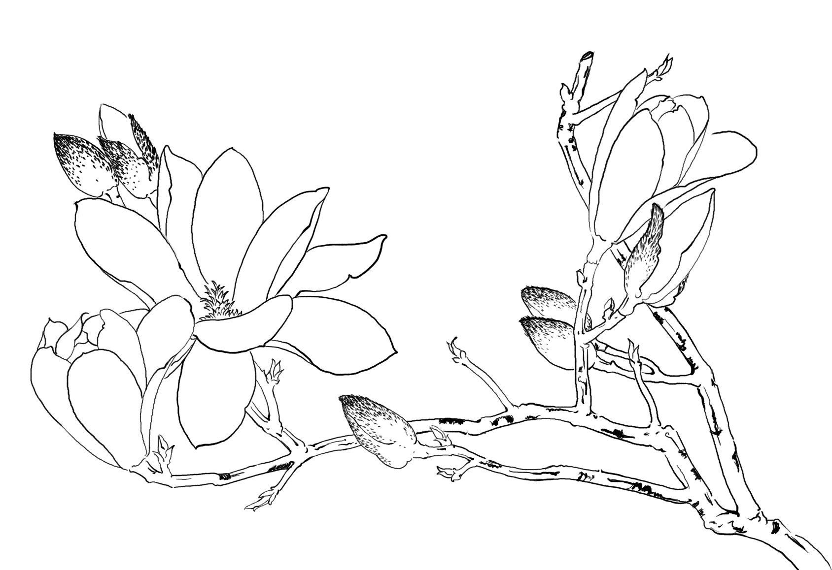 白描|插画|插画习作|pearl黑 - 临摹作品 - 站酷 (zcool)