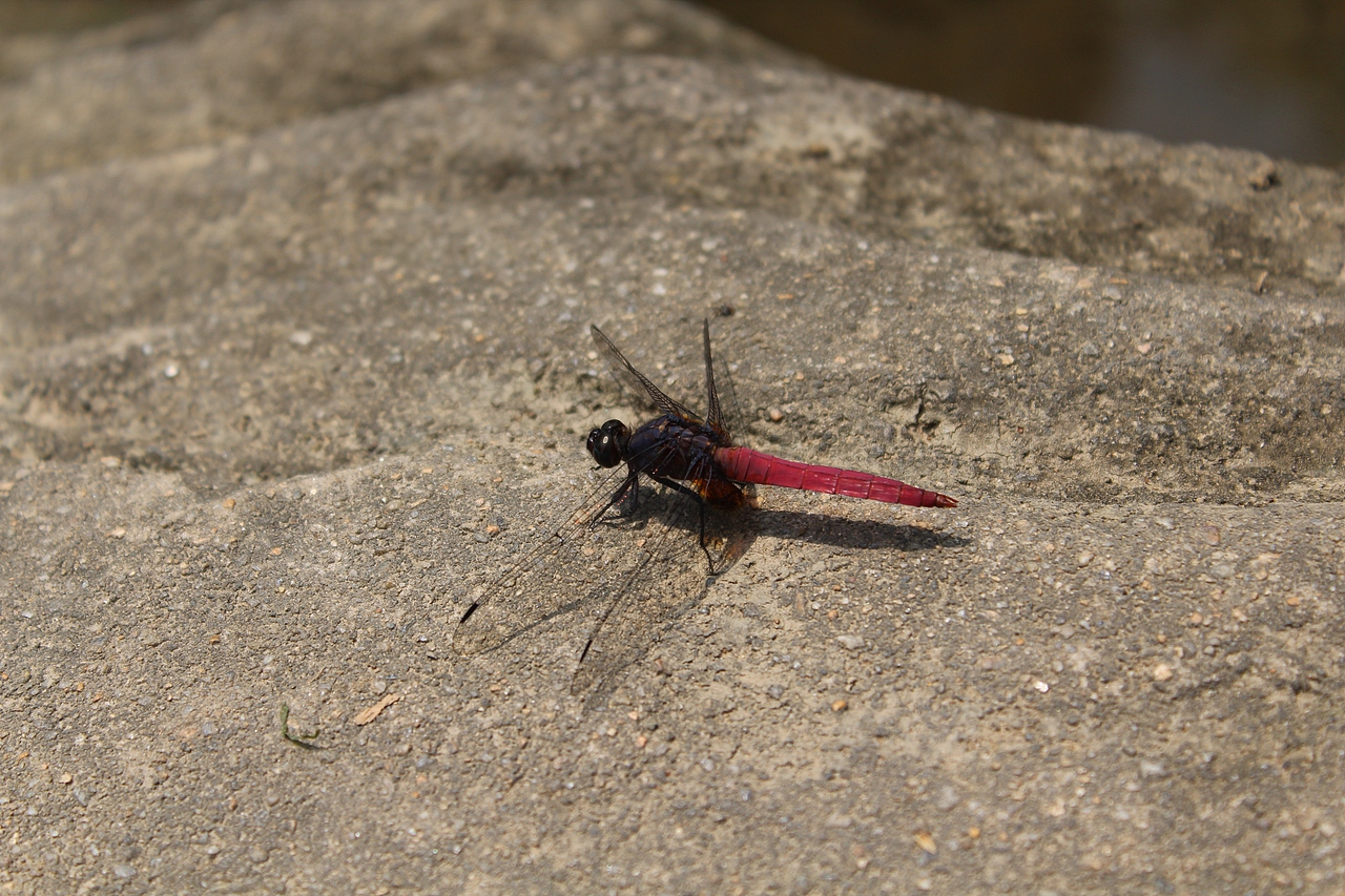 用一颗小树枝钓到的蜻蜓