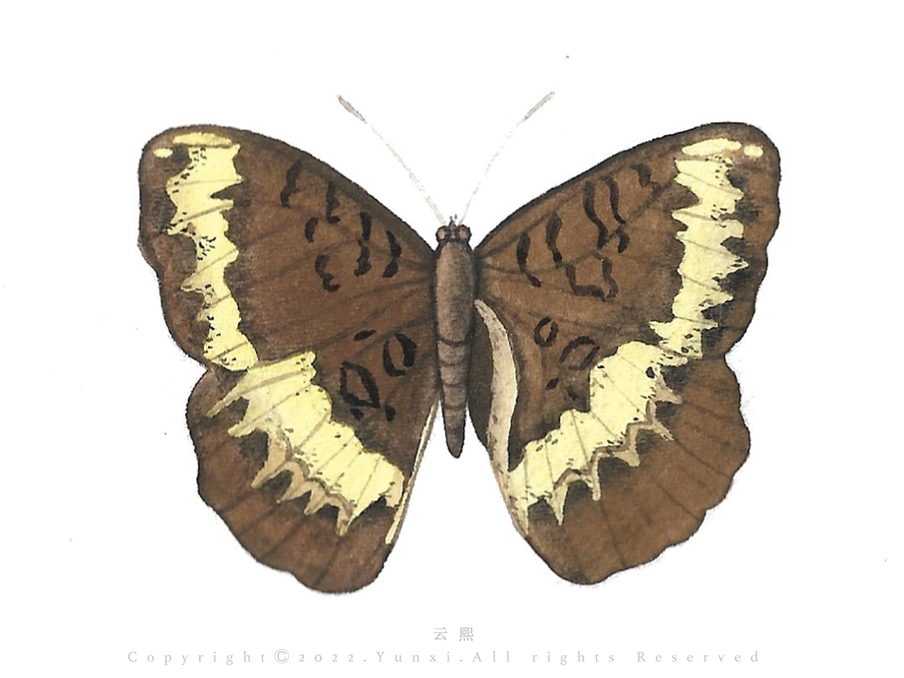 水彩画 | 蝴蝶 🦋