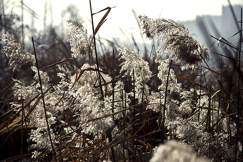 2013-12-01-老家晏城(第二弹)