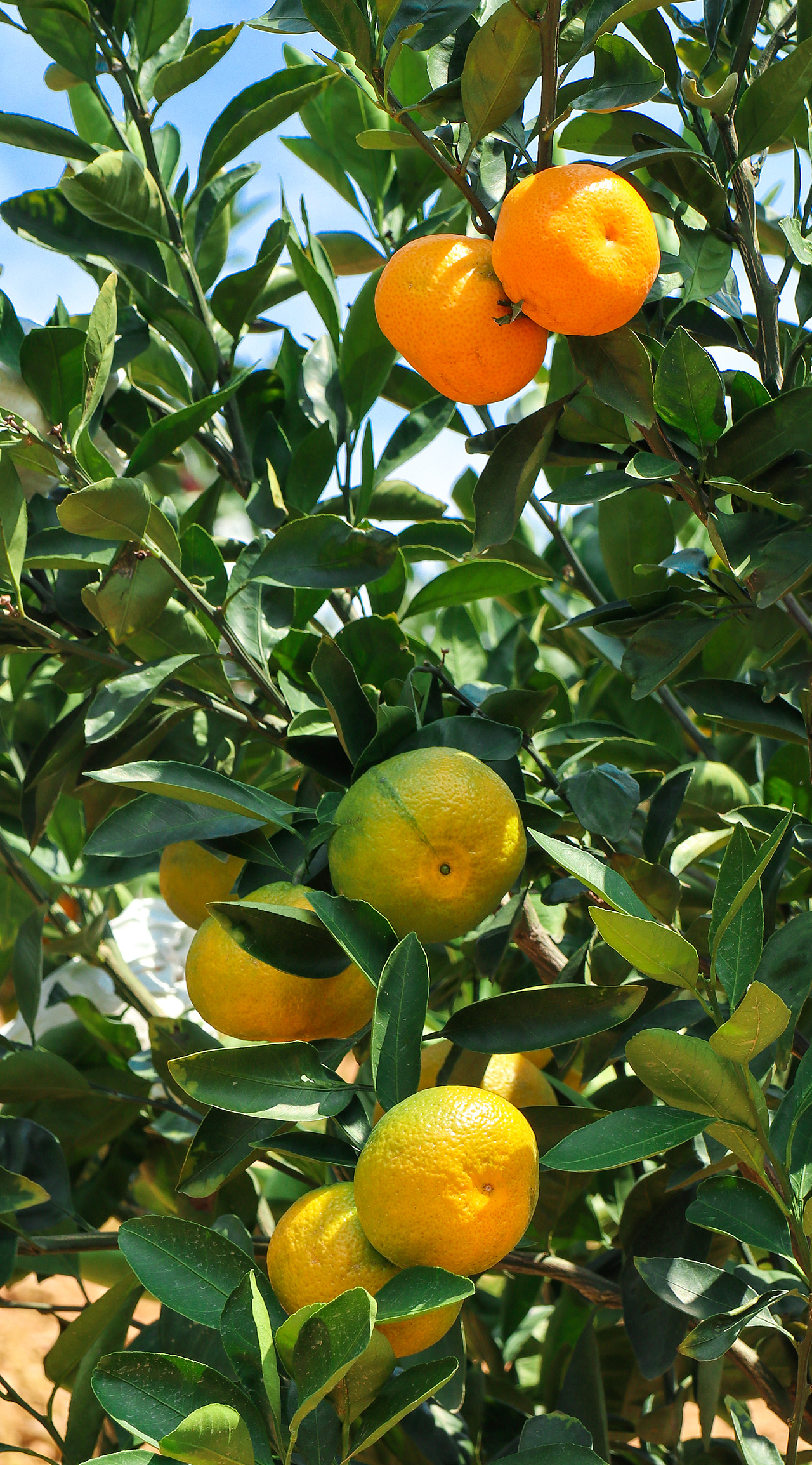 水果拍摄-云南华宁无籽蜜桔