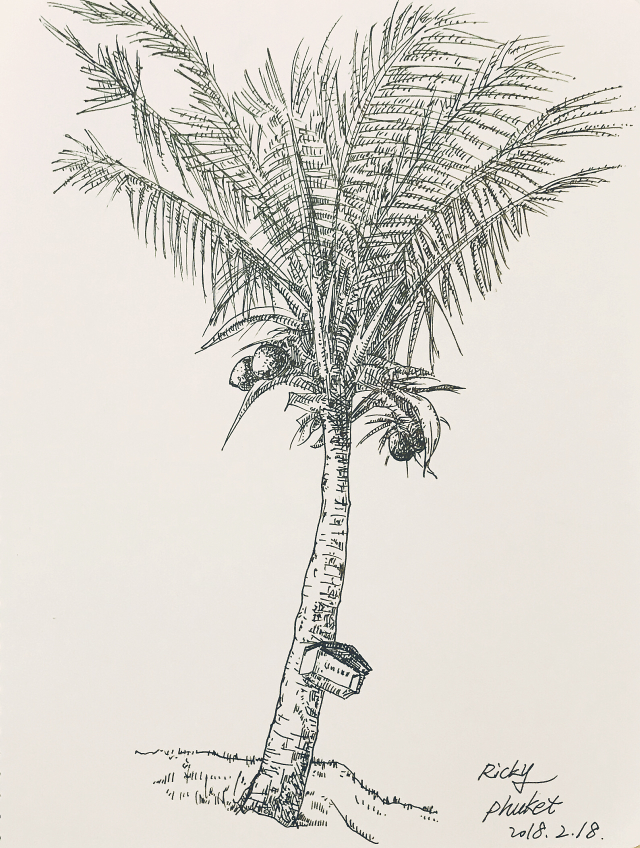 椰子树简笔画图片大全 简单易学_椰子树简笔画