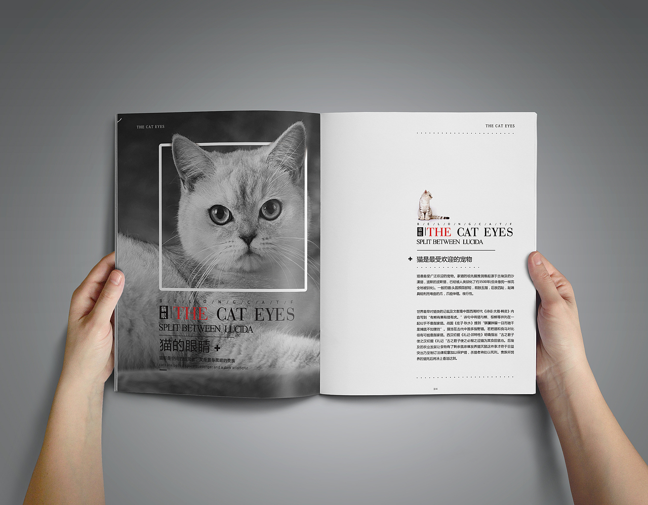 画册之猫的眼睛（图ZMTIxNzQ3OTI0） - 书籍/画册 - 站酷设计师脑壳二疼原创素材 - 站酷ZCOOL
