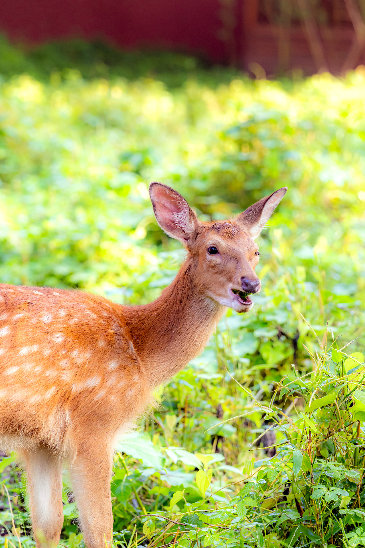 南京·明孝陵·梅花鹿|摄影|宠物摄影|诗说江南 - 原创作品 - 站酷
