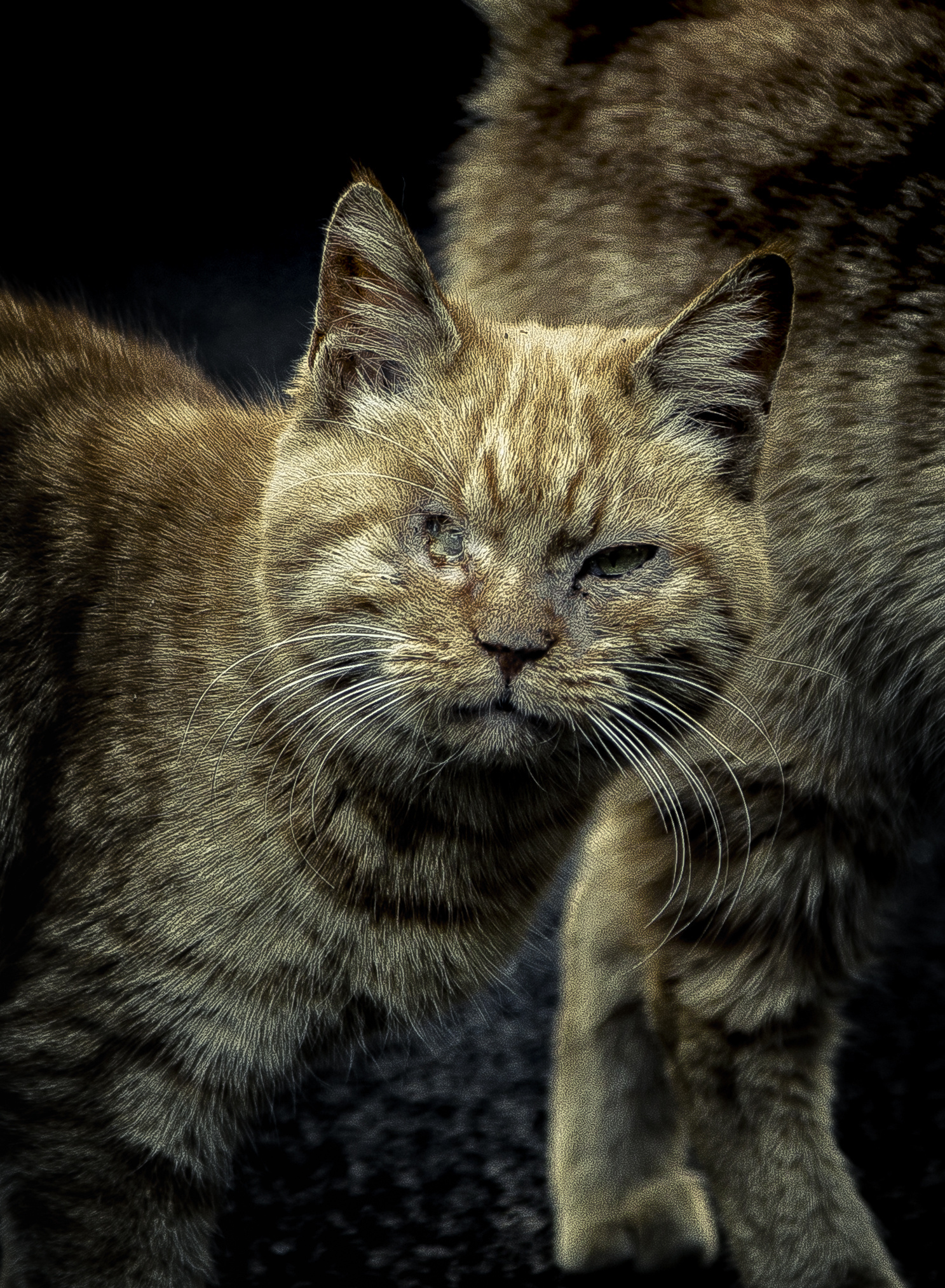 (误)摄影师获准拍摄黑帮真实生活|摄影|动物|晟晟晟晟 - 原创作品