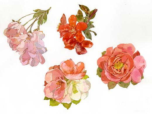 水彩花卉（个人主页-ZNDgzMTA3MDA=） - 创作习作 - 站酷设计师黄架鑫原创素材 - 站酷ZCOOL