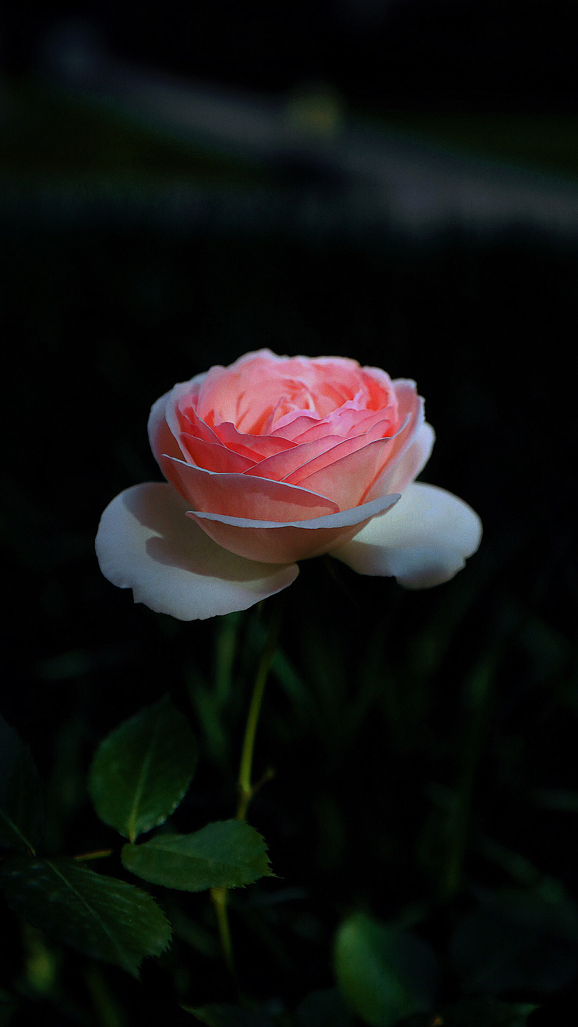 拍花的高级感（图ZMzM5MTc5MDY0） - 风光摄影 - 站酷设计师九弄原创素材 - 站酷ZCOOL