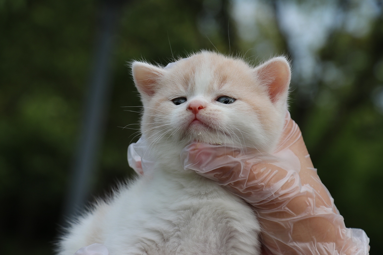 双血统英短\0508英短乳白梵公-熊二-27day450g