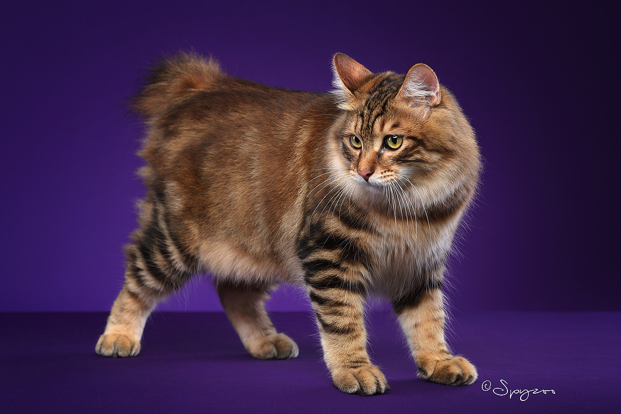 spyzoo大连wcf现场拍摄的千岛短尾猫