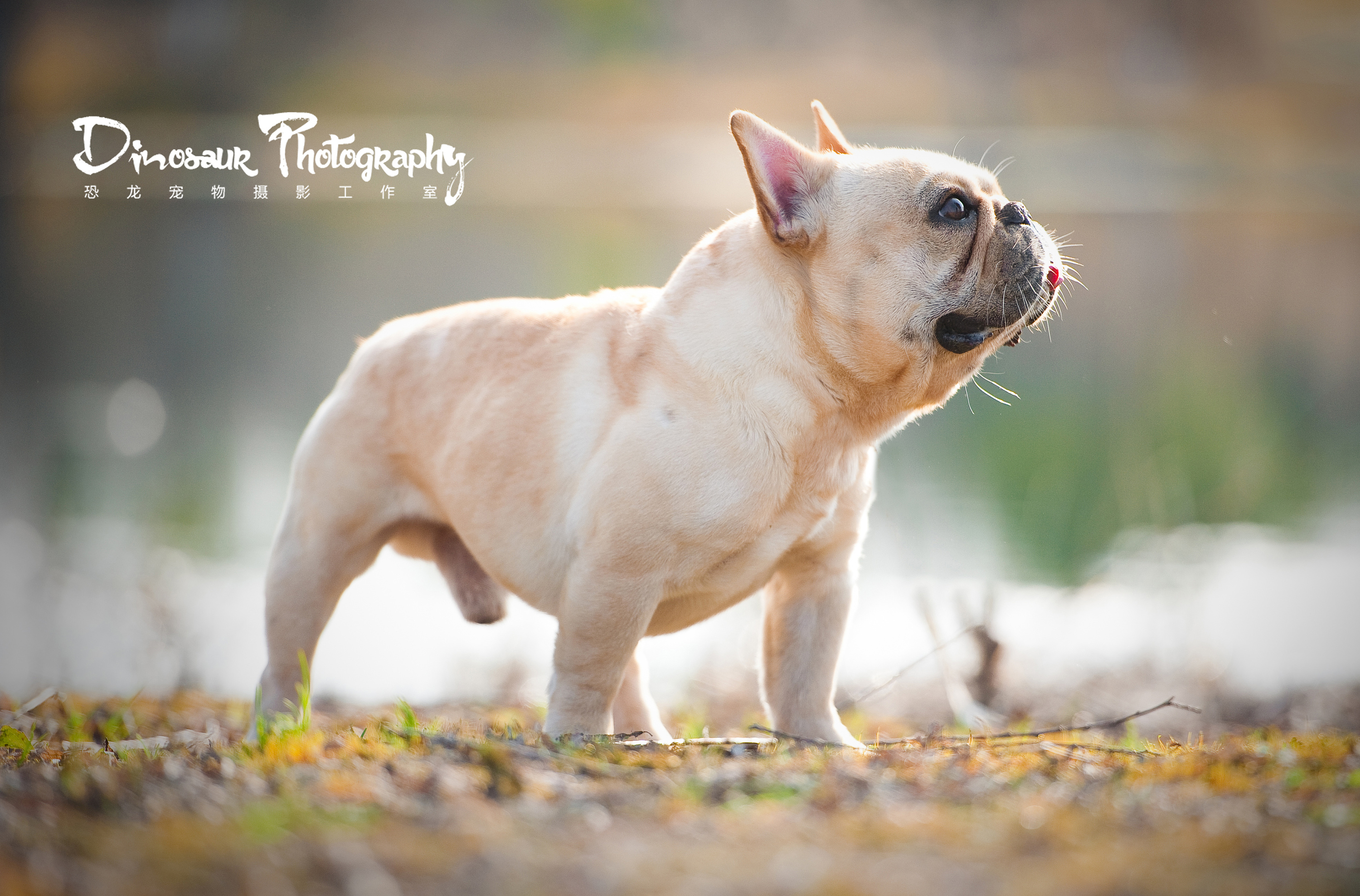 【恐龙】宠物摄影苏州站