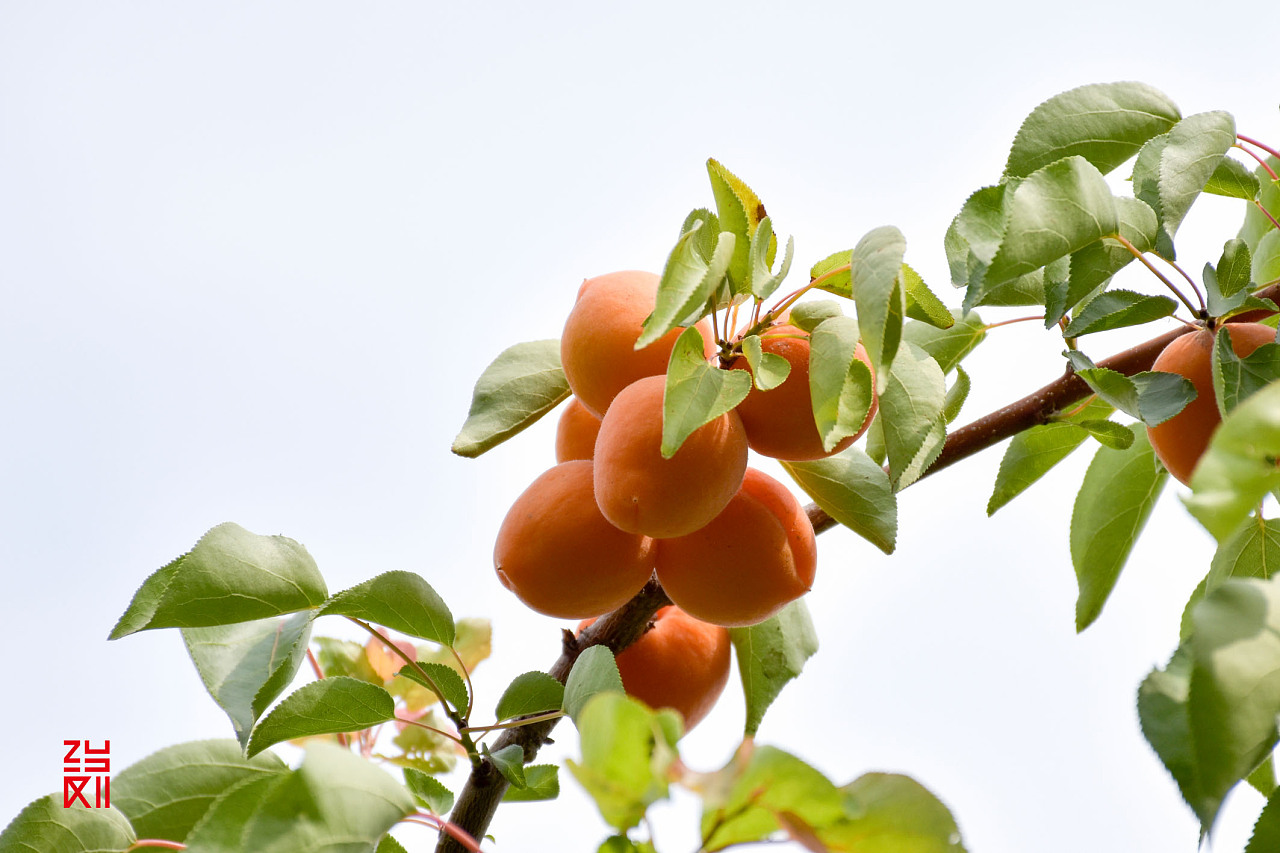 杏.幸福|摄影|生态|御美智品牌 - 原创作品 - 站酷 (zcool)