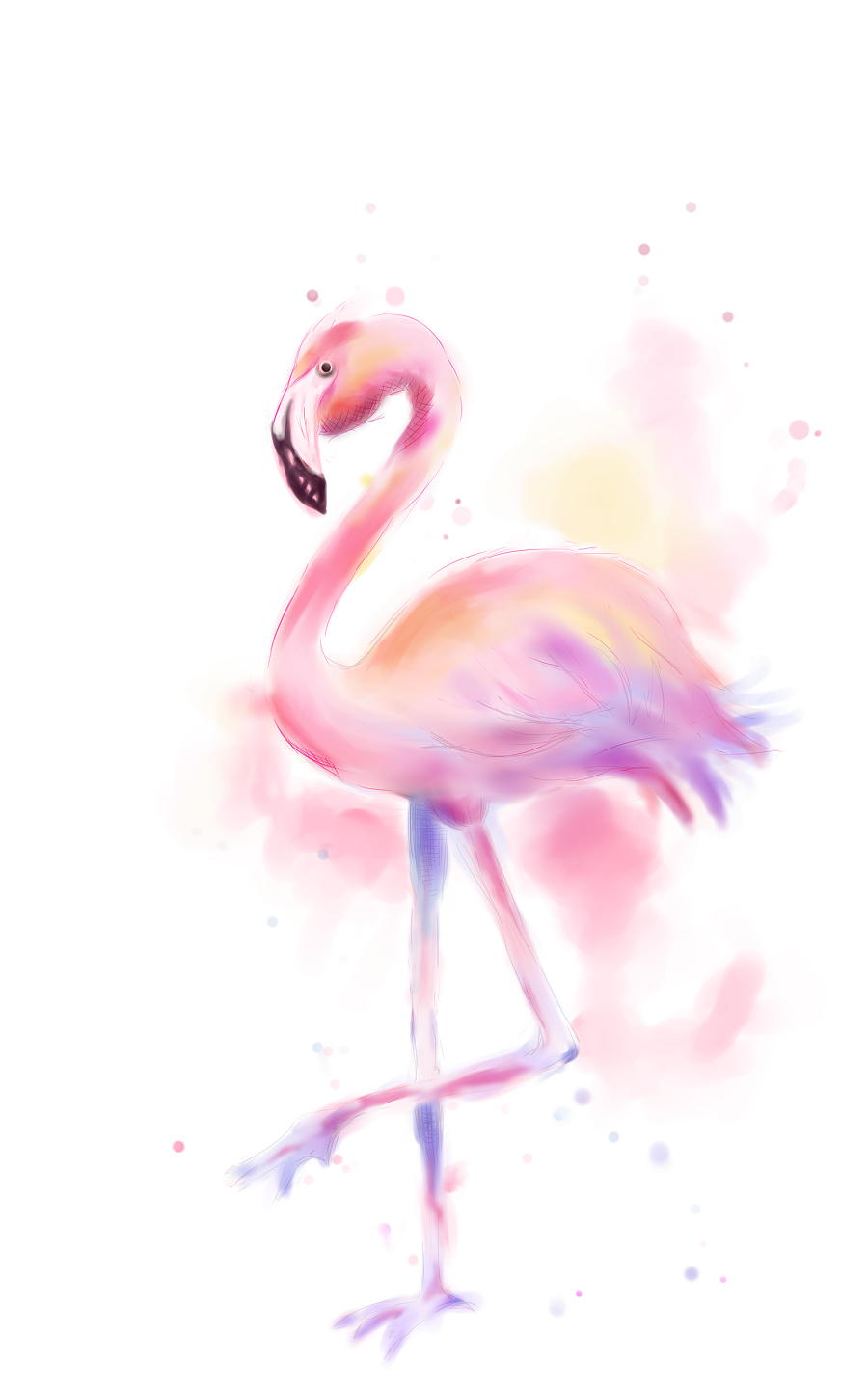 孤傲的火烈鸟flamingo