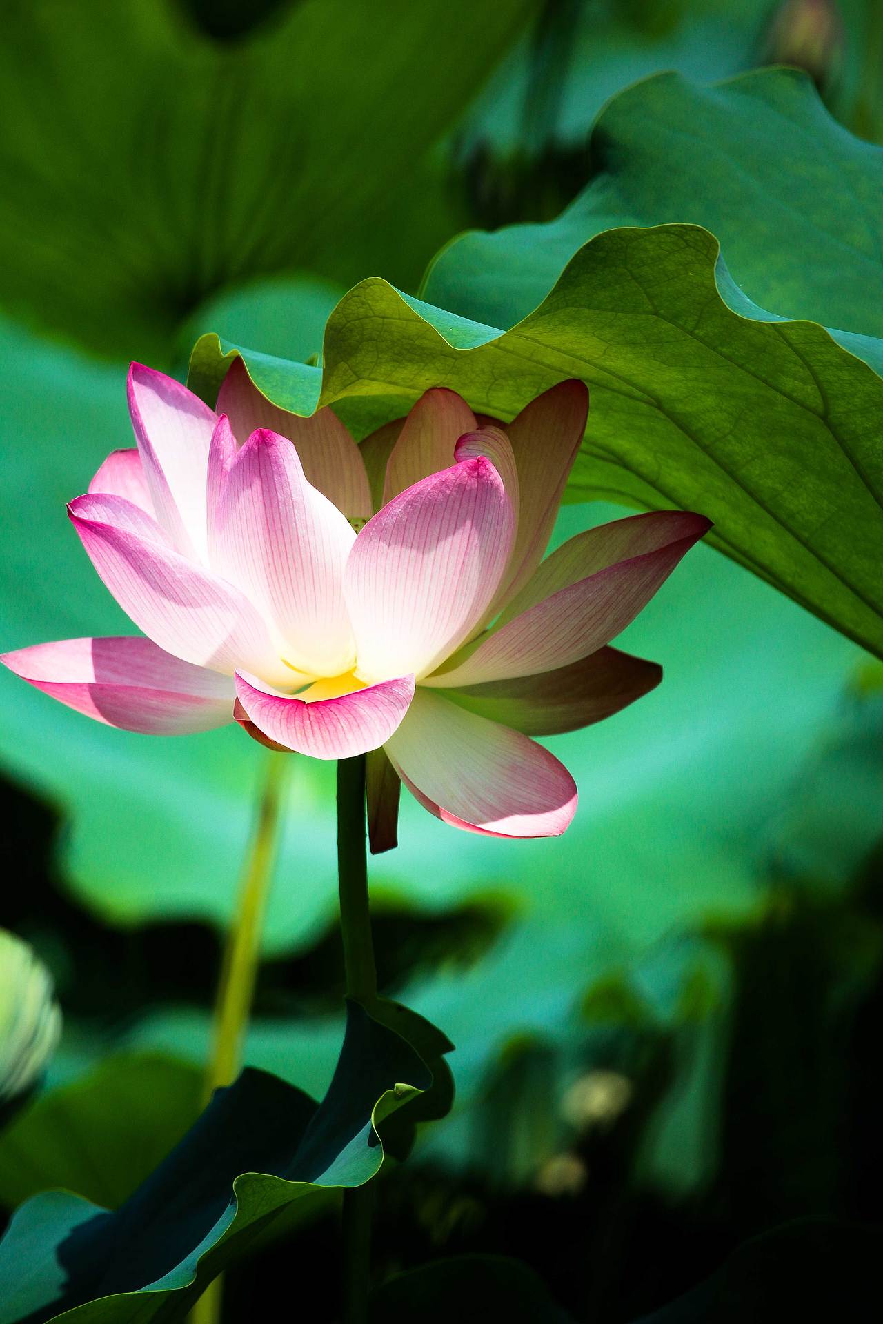 洪湖公园的荷花开了