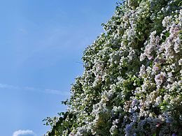 甘坑古镇/摄于3月