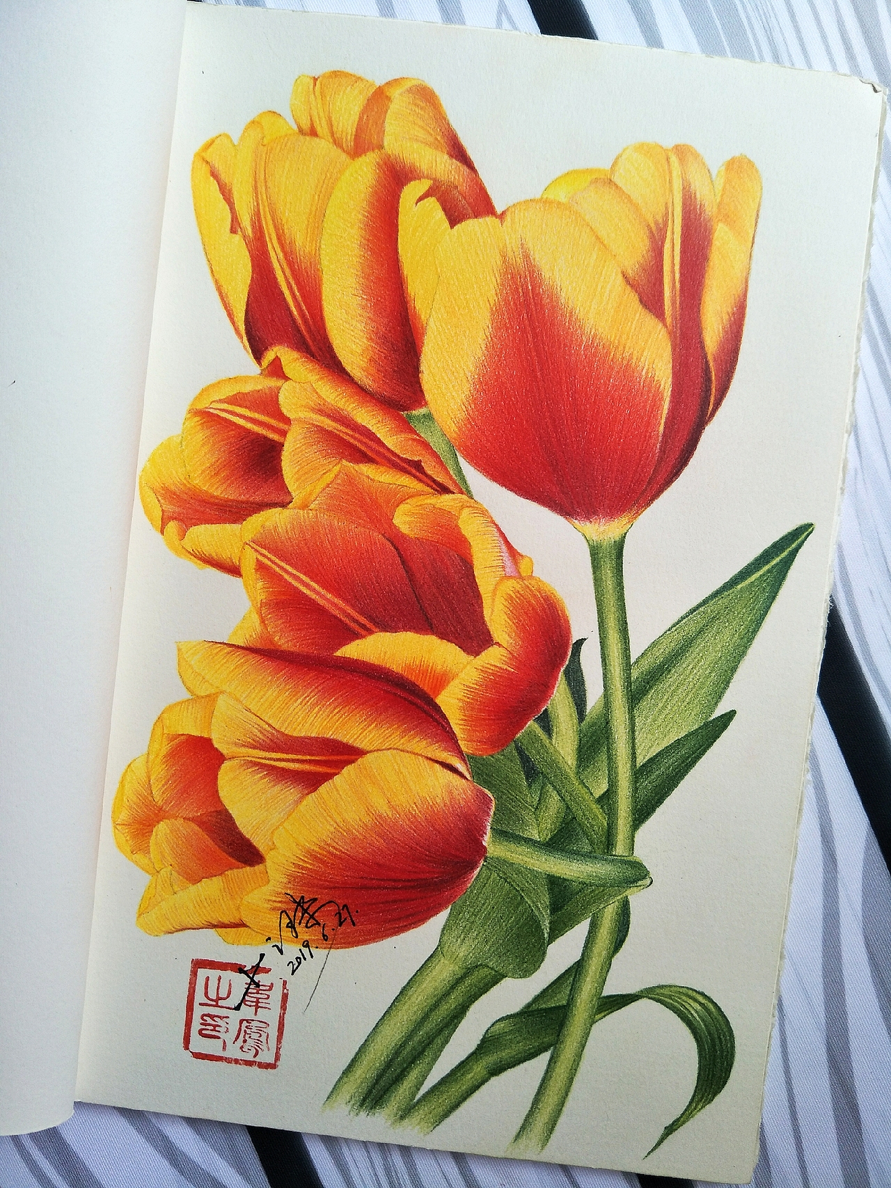 彩铅画一束金灿灿的郁金香