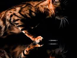 宠物摄影源计划-Tobby