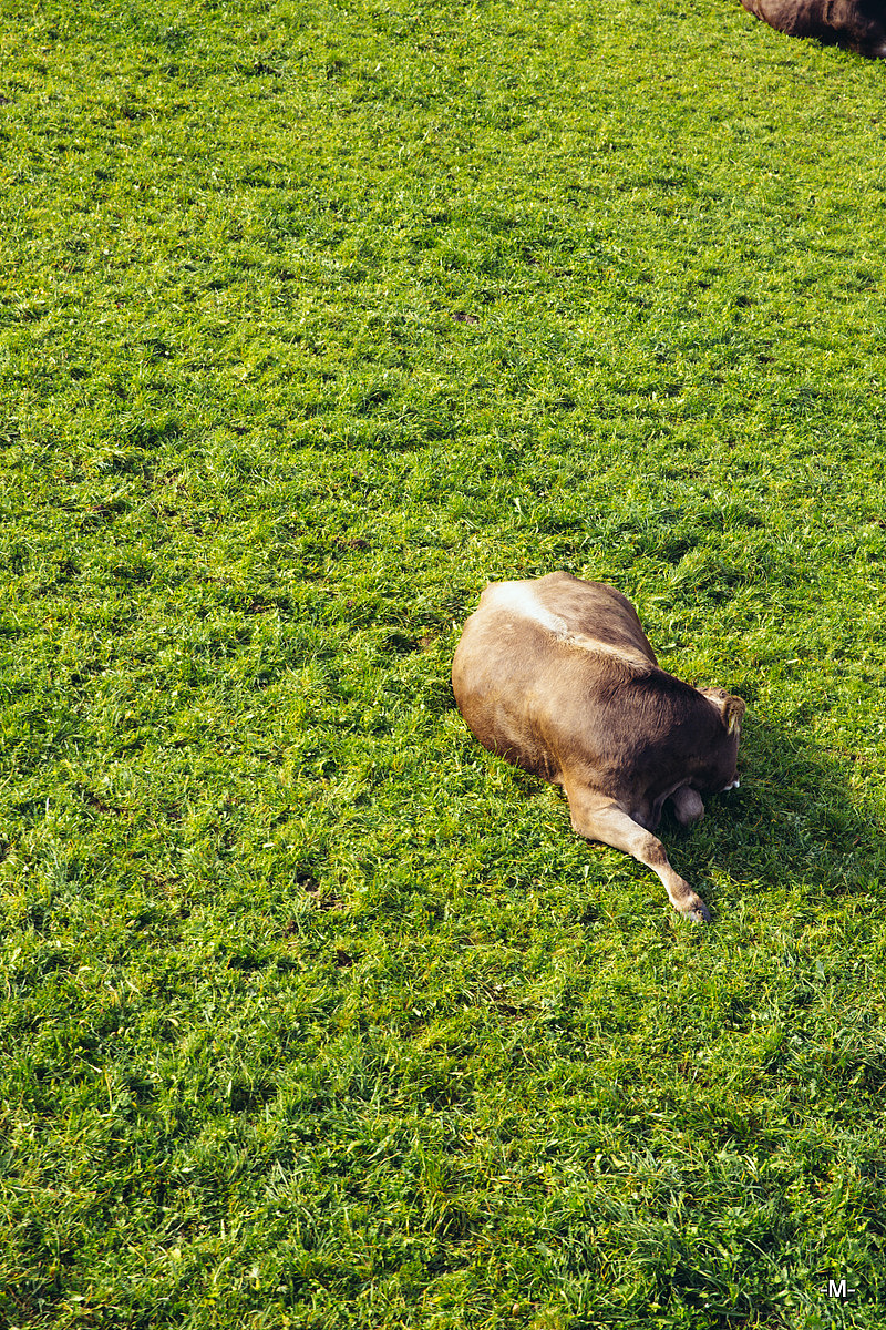对，我已经坐上了索道缆车，快看下面有一只健康的牛儿！