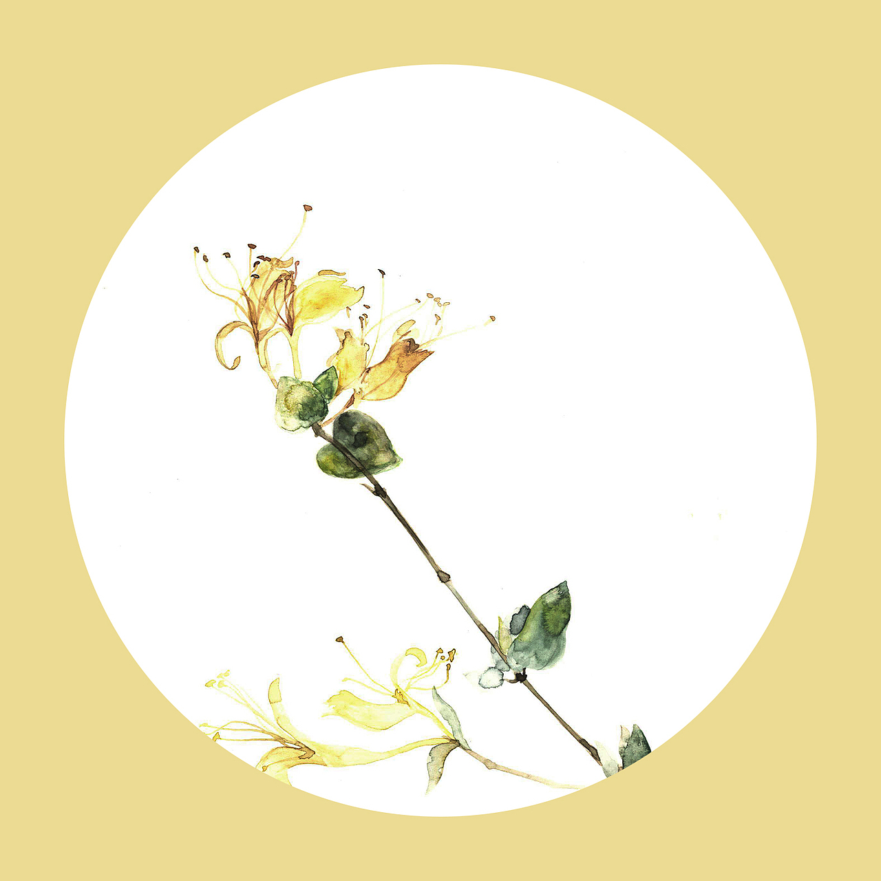 植物生长——金银花（图ZMTAxNDE5MDU2） - 创作习作 - 站酷设计师77糖小逗原创素材 - 站酷ZCOOL