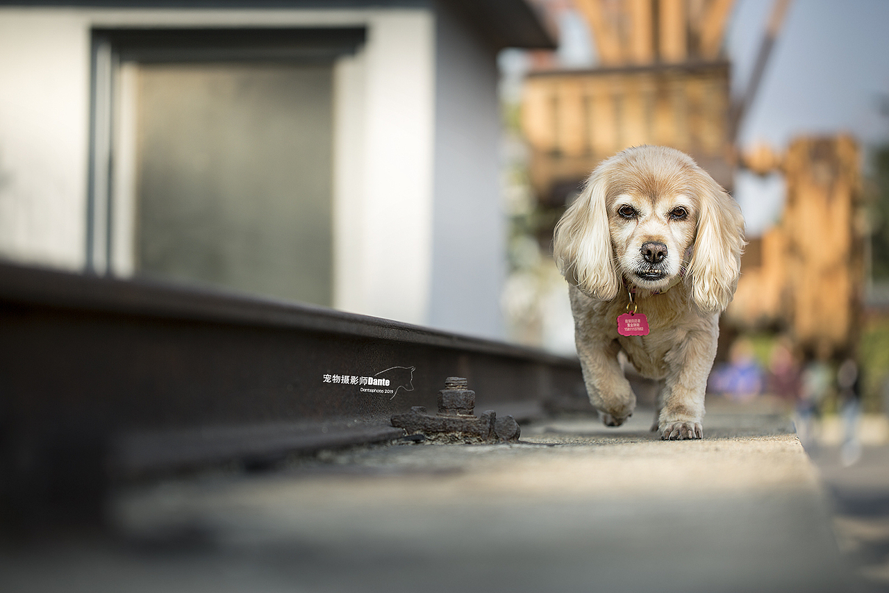 宠物摄影师dante