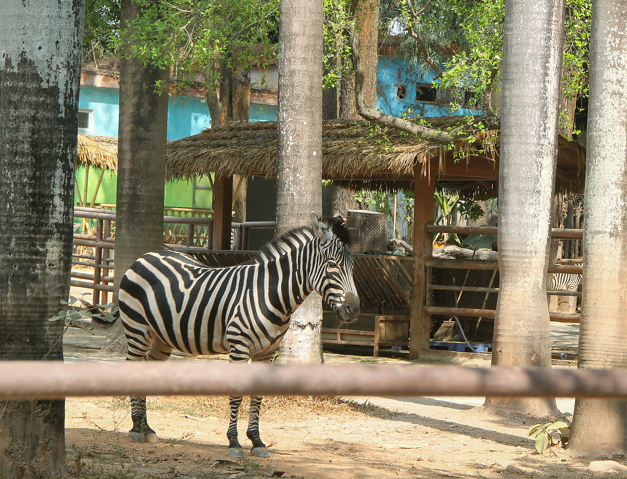 万物可爱（图ZMTk5OTY3Njg0） - 宠物摄影 - 站酷设计师小红帽JN原创素材 - 站酷ZCOOL