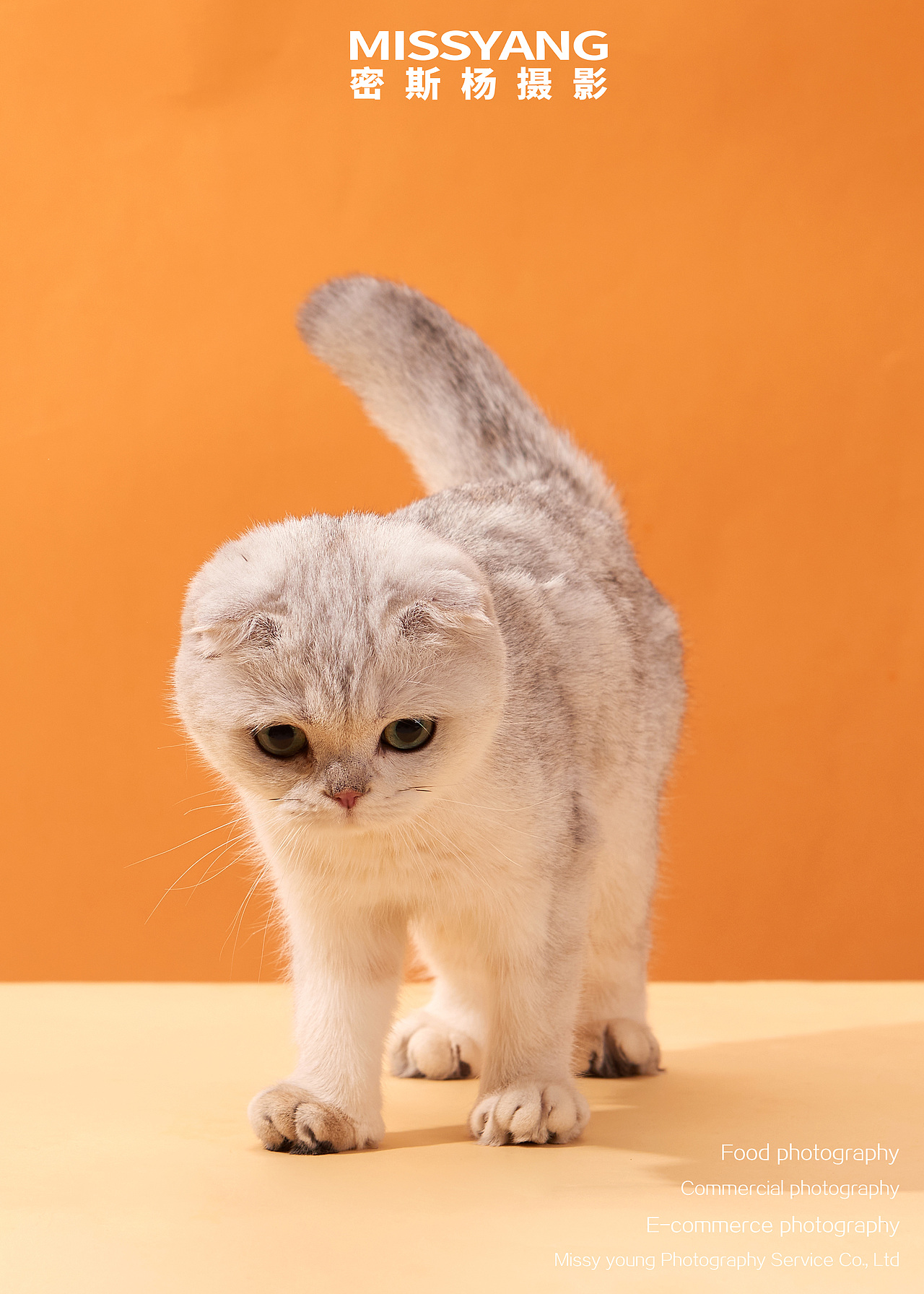 宠物摄影|猫咪摄影|电商摄影|产品摄影×郑州密斯杨