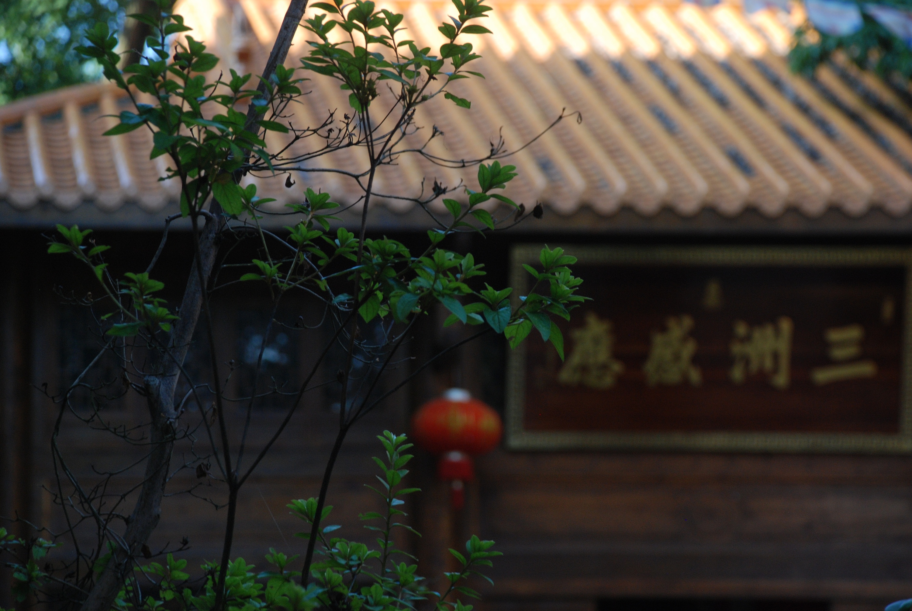 栖霞,白鹿,福源,寺庙摄影