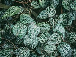 植物图片