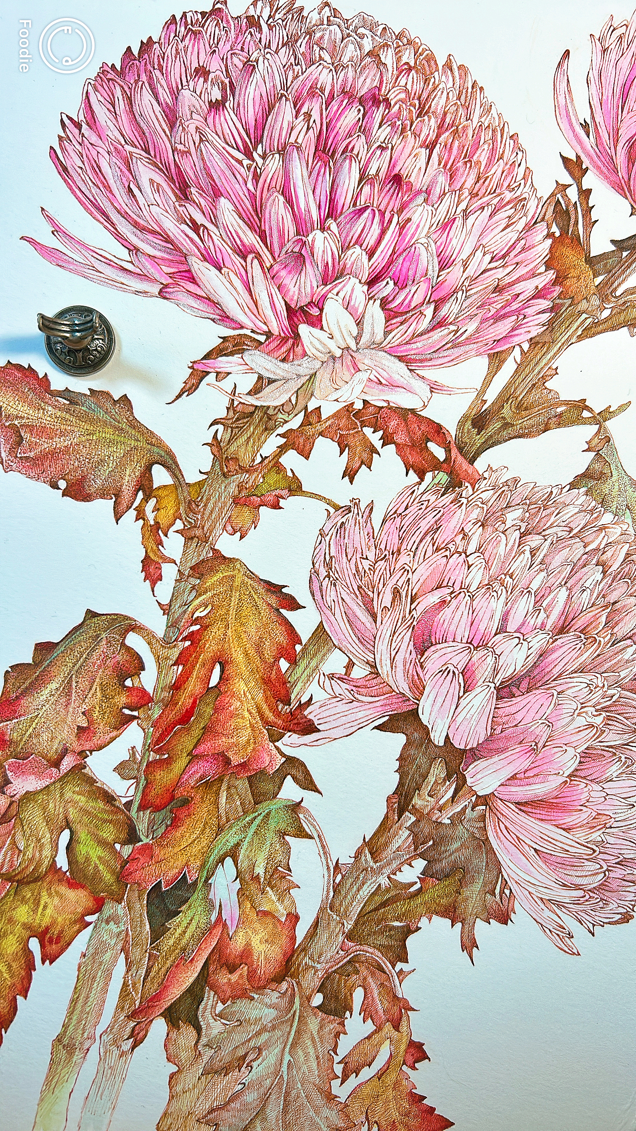 蘸水笔针管笔｜牡丹菊（吸色）