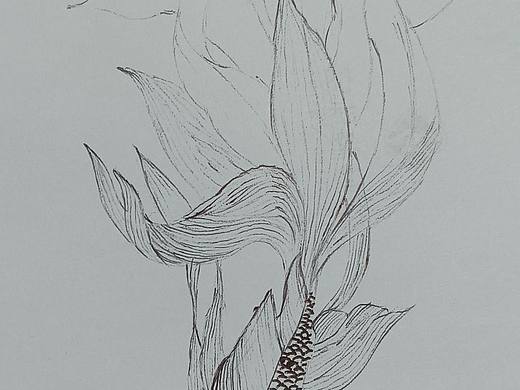 鲤鱼（个人主页-ZNjU4NzMzODg=） - 绘画 - 站酷设计师小陈呈原创素材 - 站酷ZCOOL