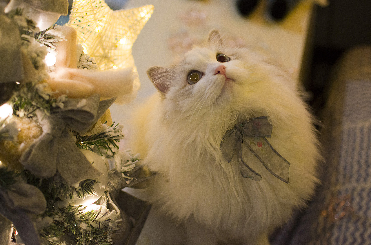 布偶猫米法圣诞节快乐