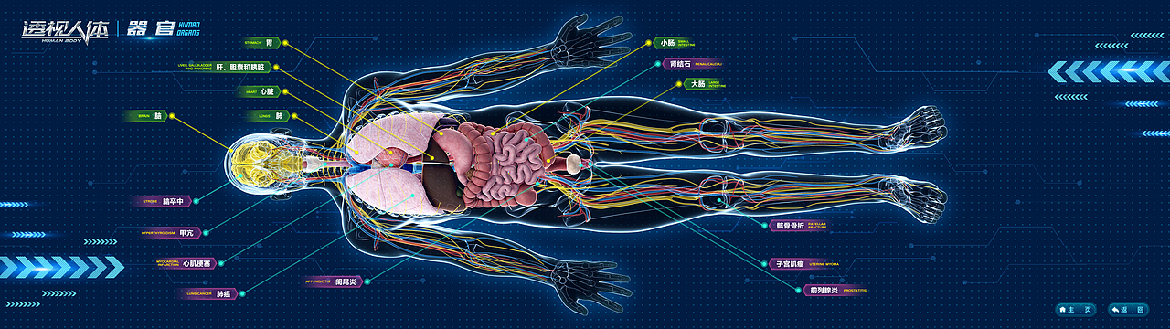 科技馆多媒体触摸屏-透视人体
