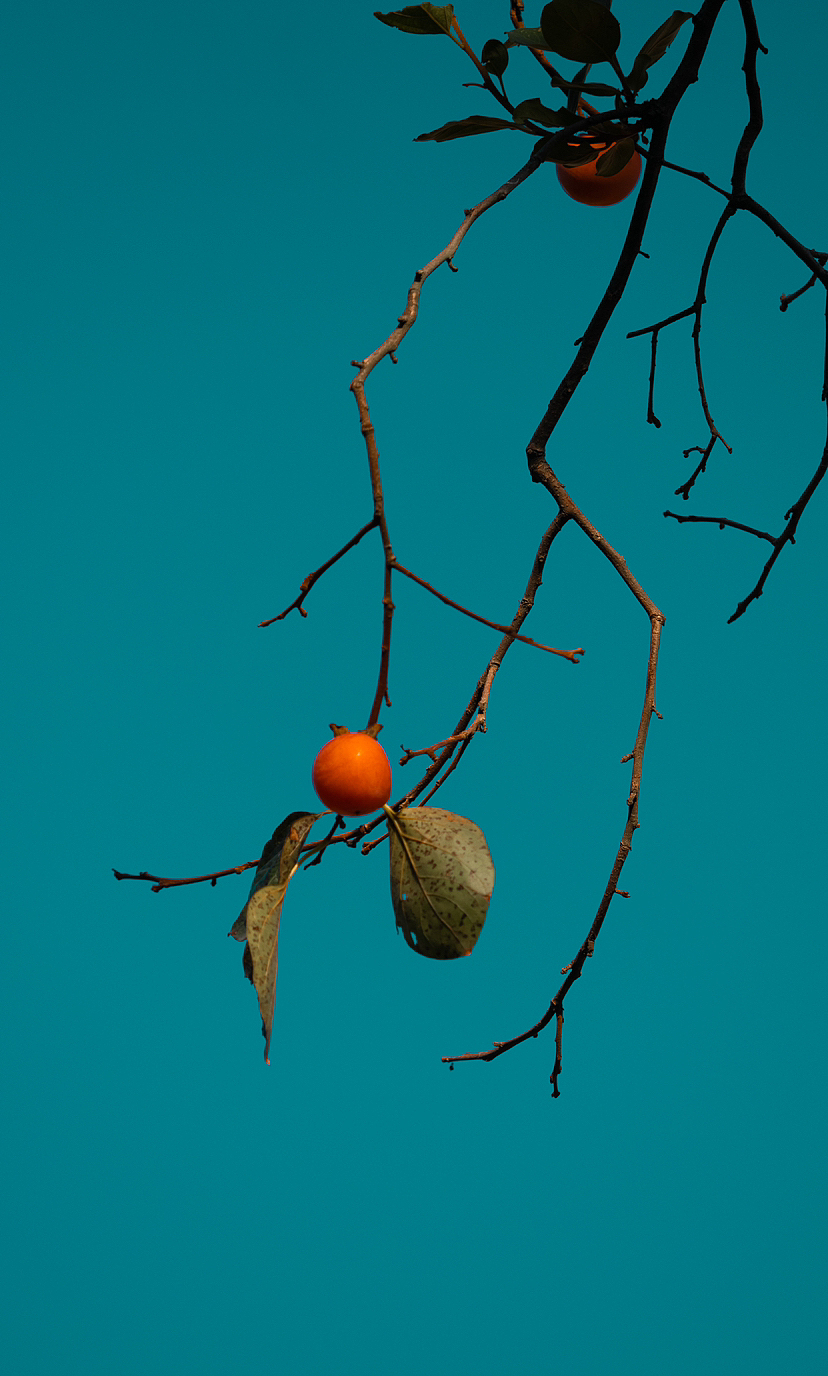 2022年的柿子🍅（图ZMzIxOTg0NjQw） - 风光摄影 - 站酷设计师马丁的老相机原创素材 - 站酷ZCOOL