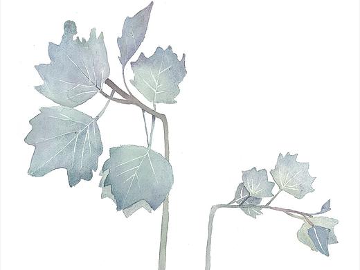 楊樹葉（個人主頁-ZNTA0MDk4NzI=） - 藝術(shù)插畫 - 站酷設(shè)計師臟男孩原創(chuàng)素材 - 站酷ZCOOL