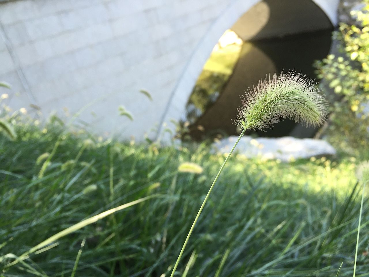 一草一木一花一世界