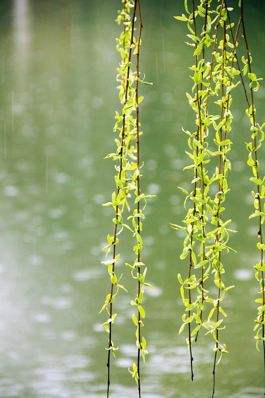 雨中柳树的唯美图片图片