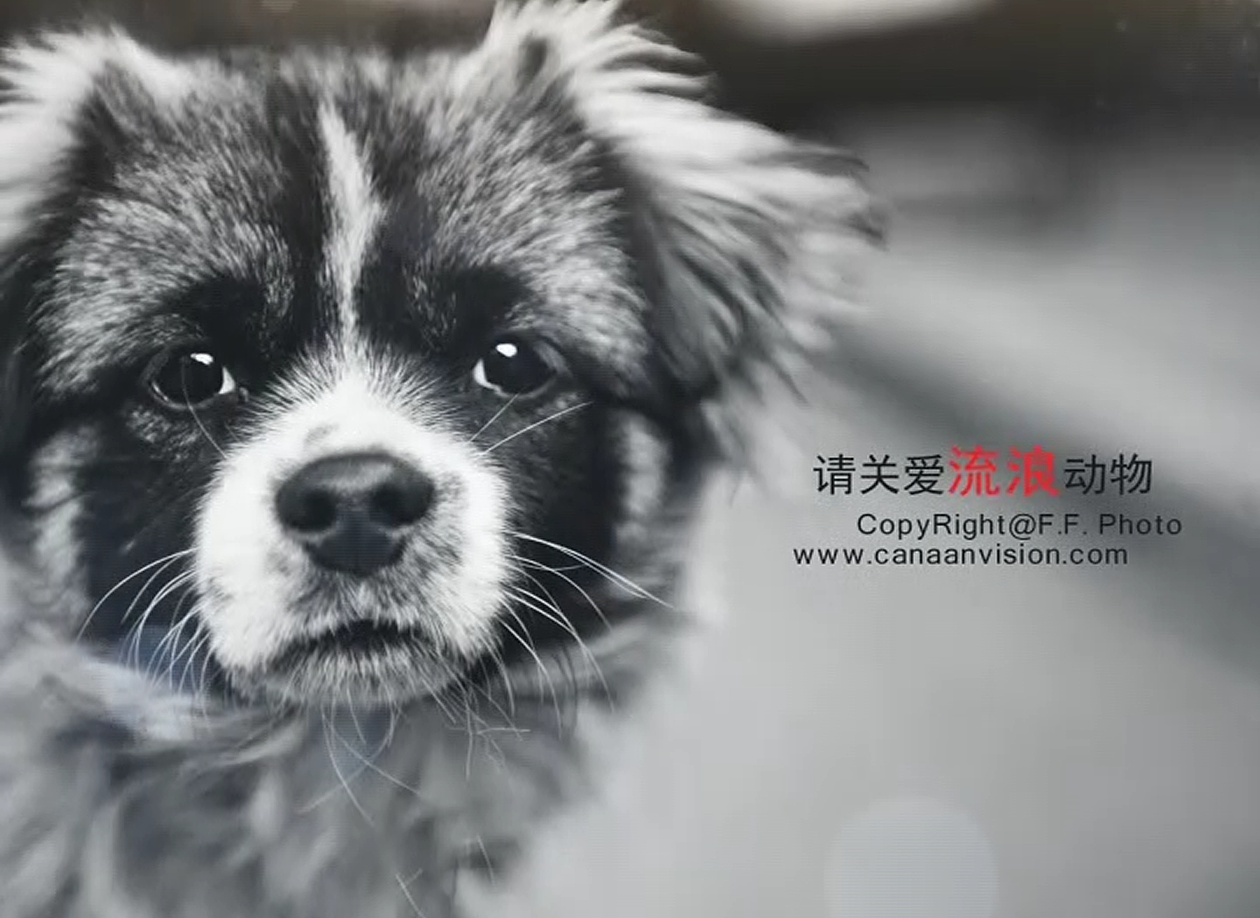 我的狗狗我的爱_电影_高清1080P在线观看平台_腾讯视频