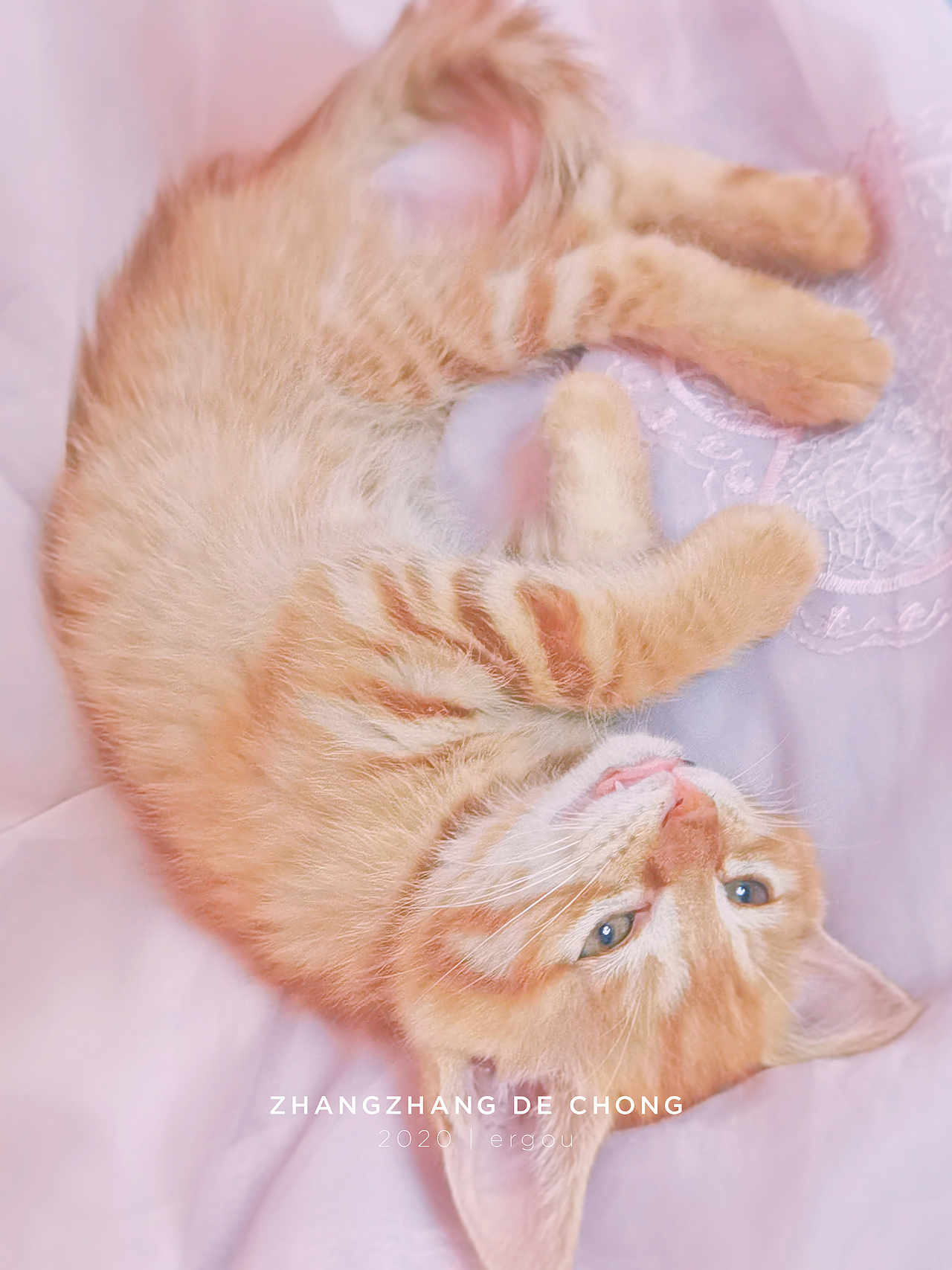 (家猫)手机摄影