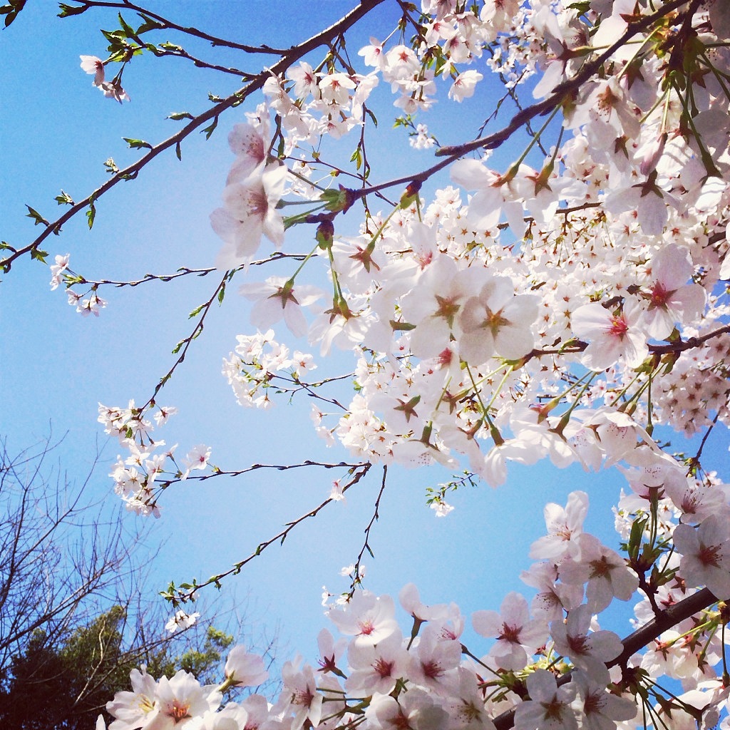 手机随手拍——樱花Sakura（图ZMjIzNjc4MDQ=） - 风光摄影 - 站酷设计师reatty513原创素材 - 站酷ZCOOL