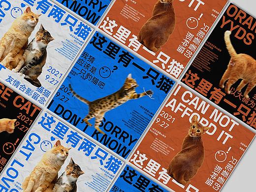 这里有好多只猫！