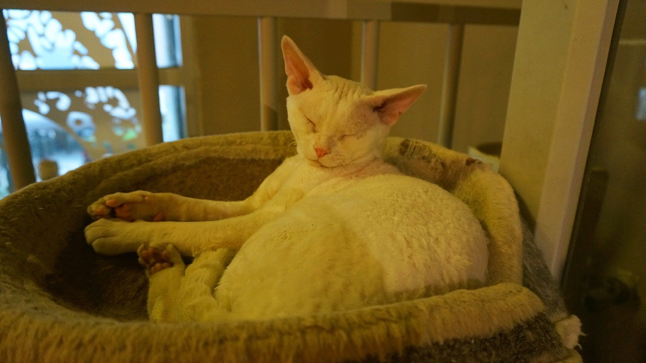 「猫咪餐厅」约猫和妹纸才是正经事。