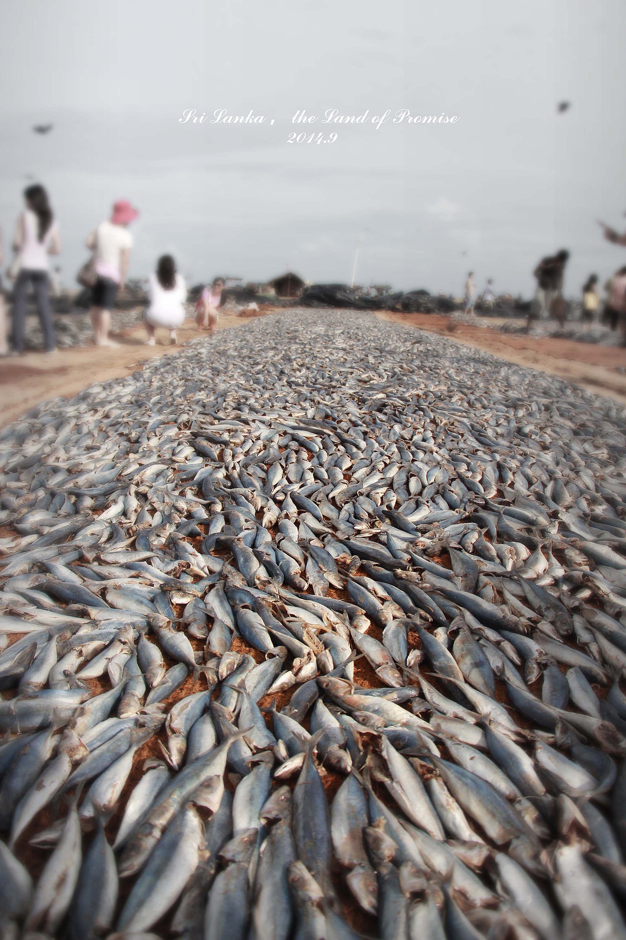 斯里兰卡（图ZMjg0NzkxMzY=） - 风光摄影 - 站酷设计师月千一夜原创素材 - 站酷ZCOOL