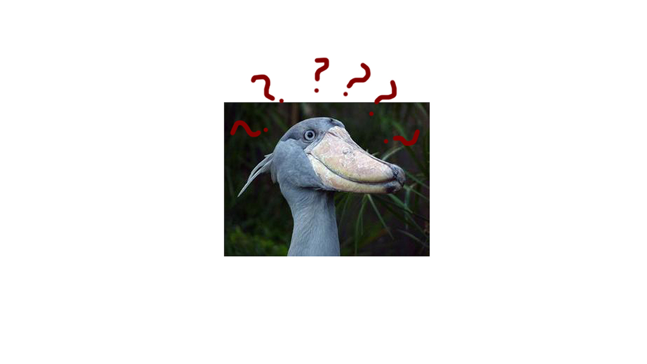 百鸟朝凤日历插画设计——鲸头鹳（图ZNzMyOTIwODQ=） - 商业插画 - 站酷设计师CTHUANG原创素材 - 站酷ZCOOL