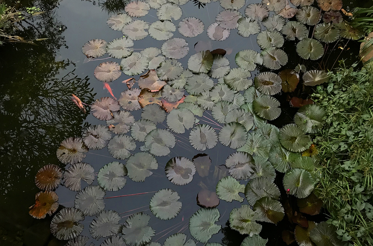 空山无人水流花开