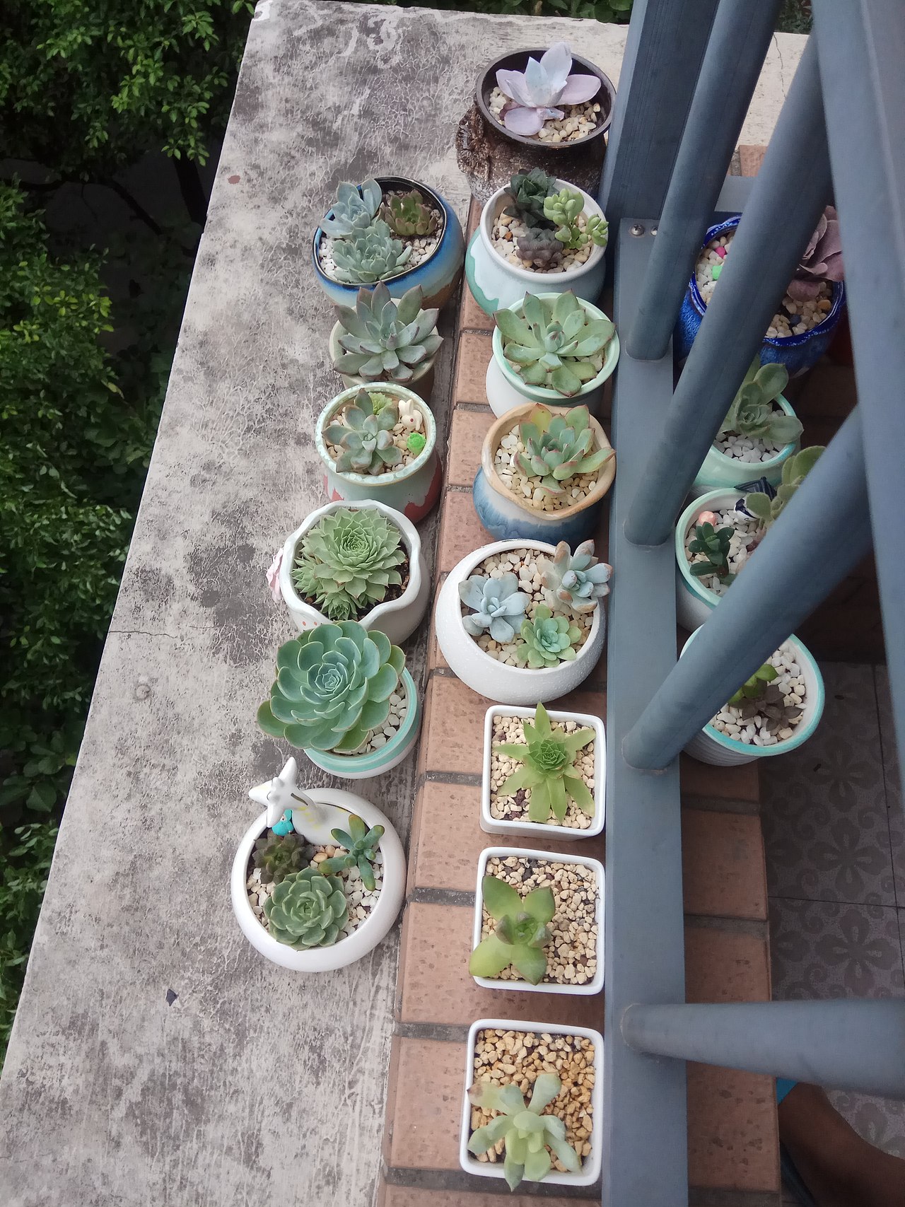 还在朝北阳台度夏的小坚强们,亲,你看到它们脸上倔强的小表情了吗?