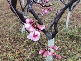 老枝吐新绿，旧木唤鲜花