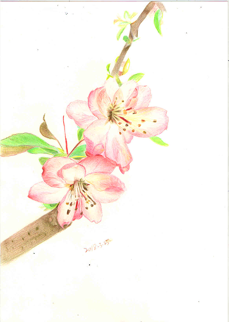 桃花（图ZMTEwOTM3NDQw） - 创作习作 - 站酷设计师猫界和平原创素材 - 站酷ZCOOL