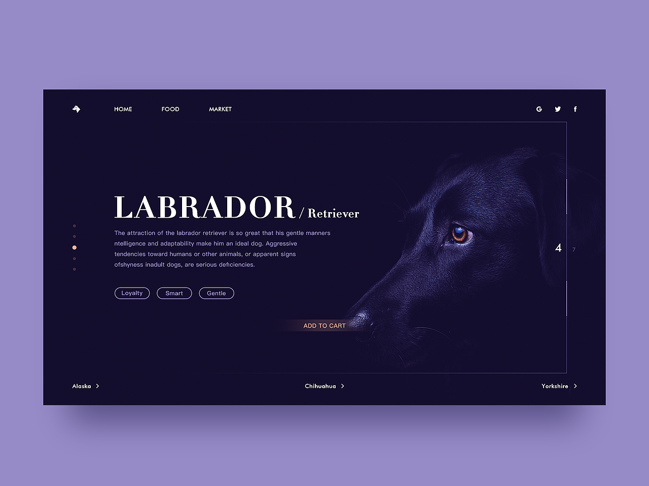 Labrador retriever,The attraction of the labrador retriever is so great that his gentle manners ntelligence and adaptability make him an ideal dog. Aggressive tendencies toward humans or other animals, or apparent signsofshyness inadult dogs, are serious deficiencies.